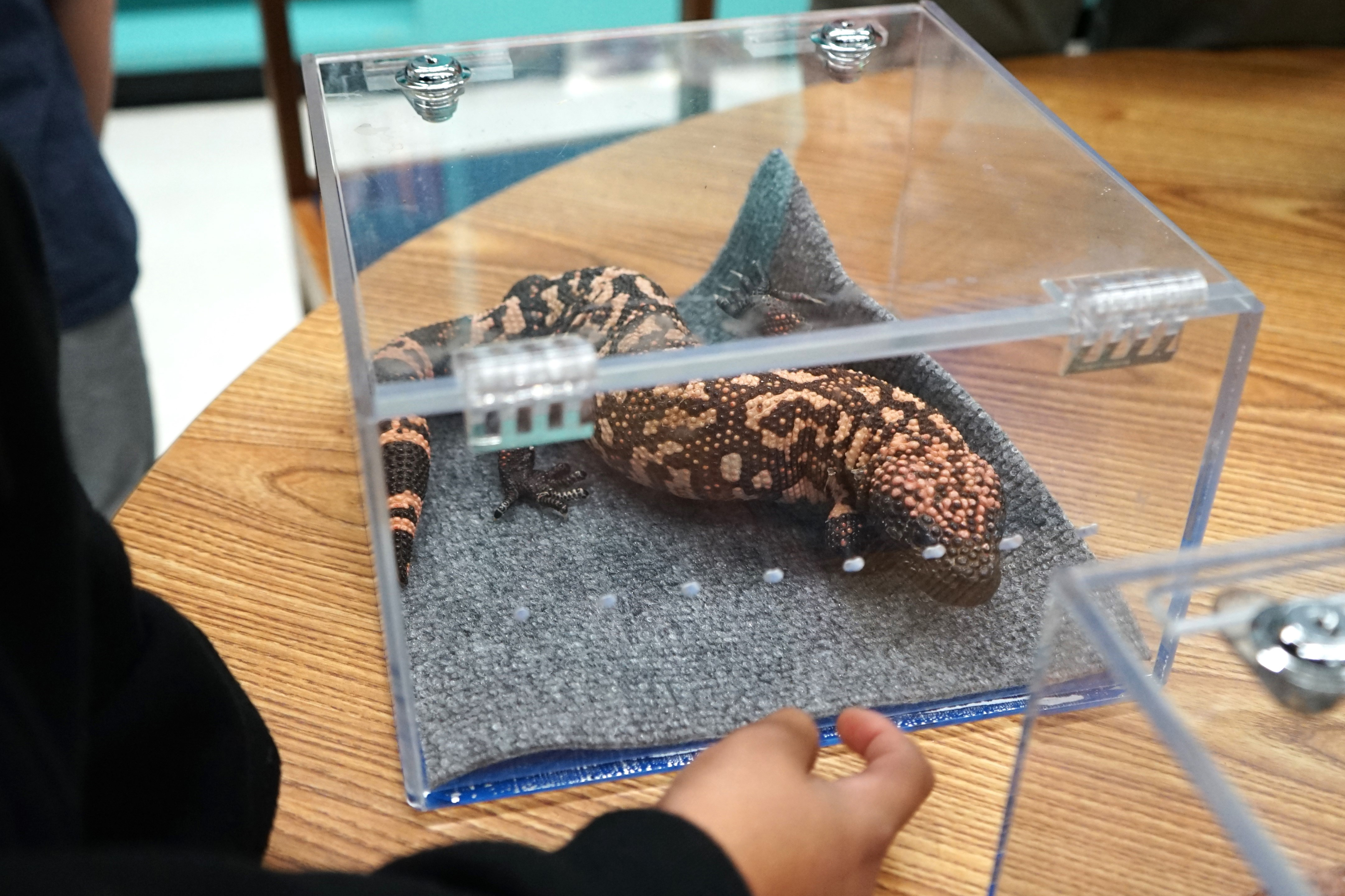 A boy looks at a Gila monster in a glass container